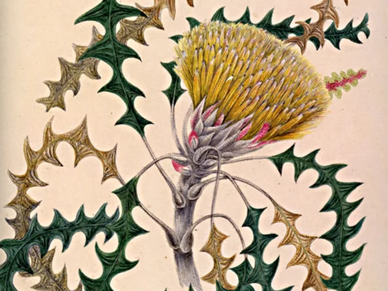 1827-Marrianne Collinson Campbell - Banksia dallanneyi